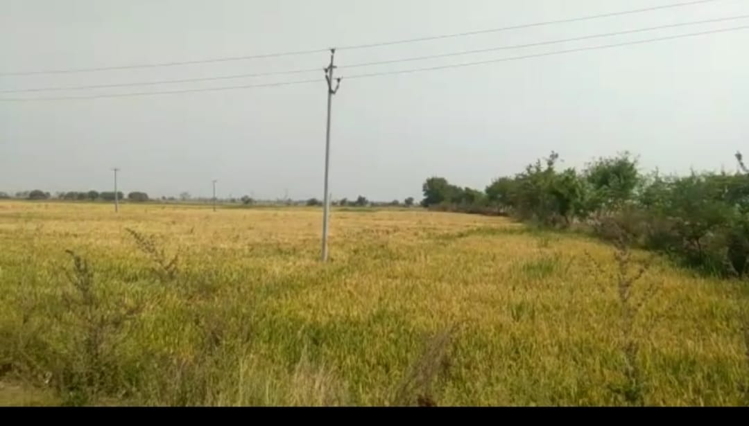 Agriculture land for sale at mosra, Nizamabad