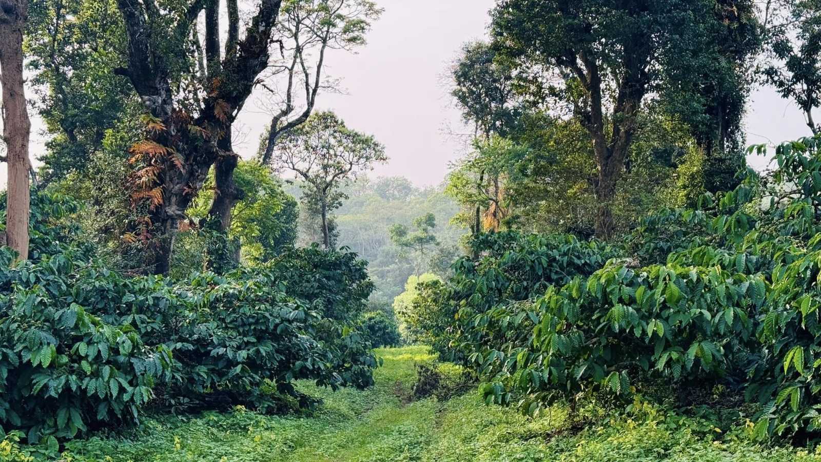  9.5 Acres Agricultural Land with Coffee Estate Land For Sale in Belur, Karnataka
