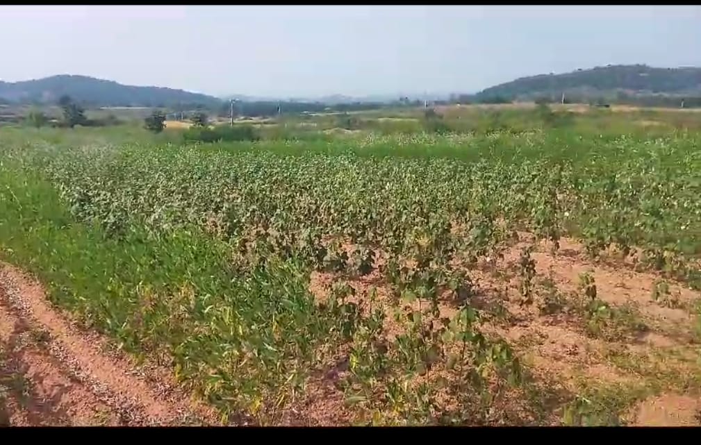 6.20 gunts  agriculture land for sale Ellandakunda, Telangana