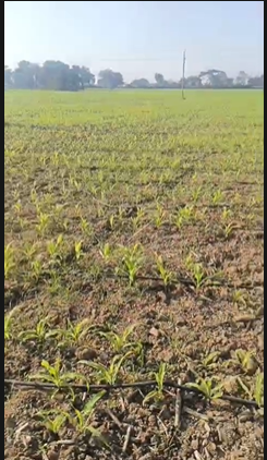 2 Acres Agricultural Land For Sale At Siddipet