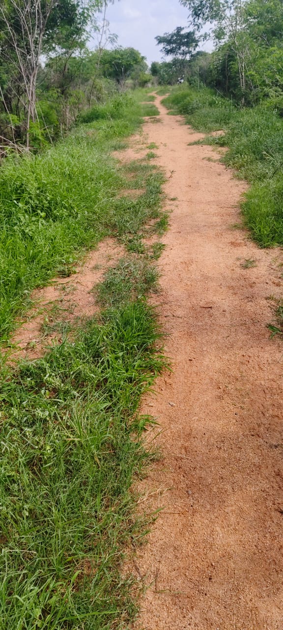 13 Guntas Agricultural Land For Sale In Goonglur Sangareddy