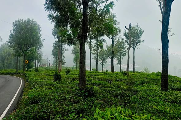 Extent Land For sale At Kotagiri Ooty