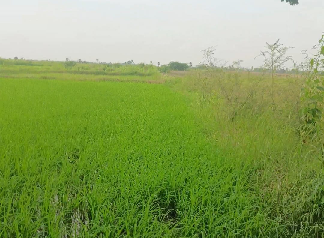 3 Acres Agricultural Land For Sale In Komuravelli  Siddipet 