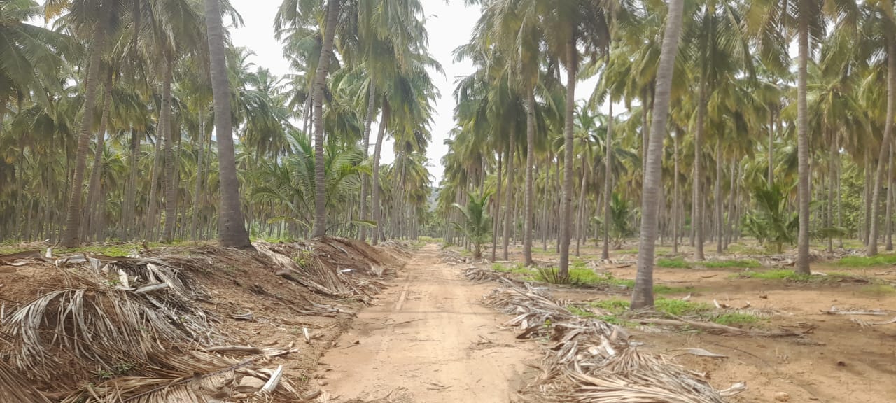 22 acres coconut  farm land sales at   sriramapu Dindigul Tamil Nadu