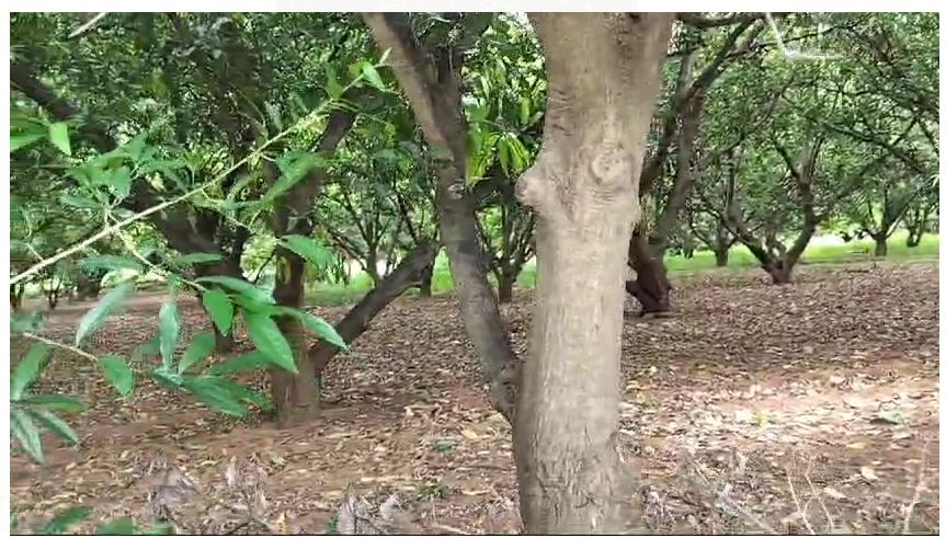 3.9 Acres Mango Garden For Sale near Tirupati