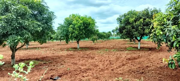 3 Acre Mango Farm For Sale Near Srinivasapura Town, Kolar District, Bengaluru
