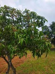 23.5 agricultural land with mango graden