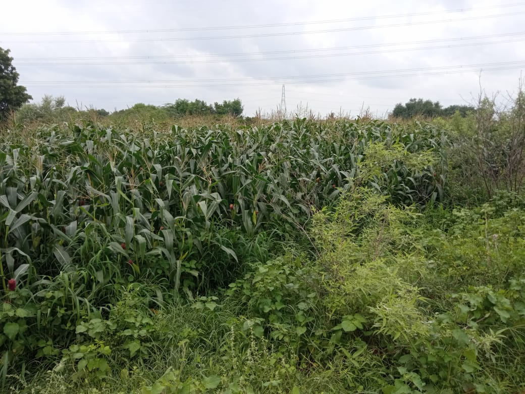 15 Guntas Land for Sale in Venkat Rao Pet Village, Siddipet District