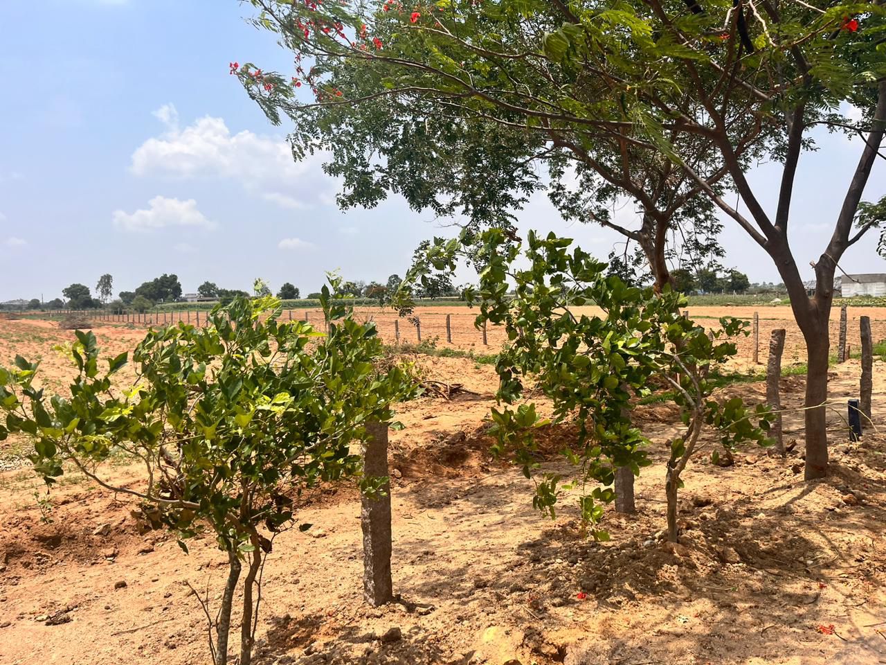 36 Guntas agricultural land for sale 20 KM From Shamirpet at Pathur