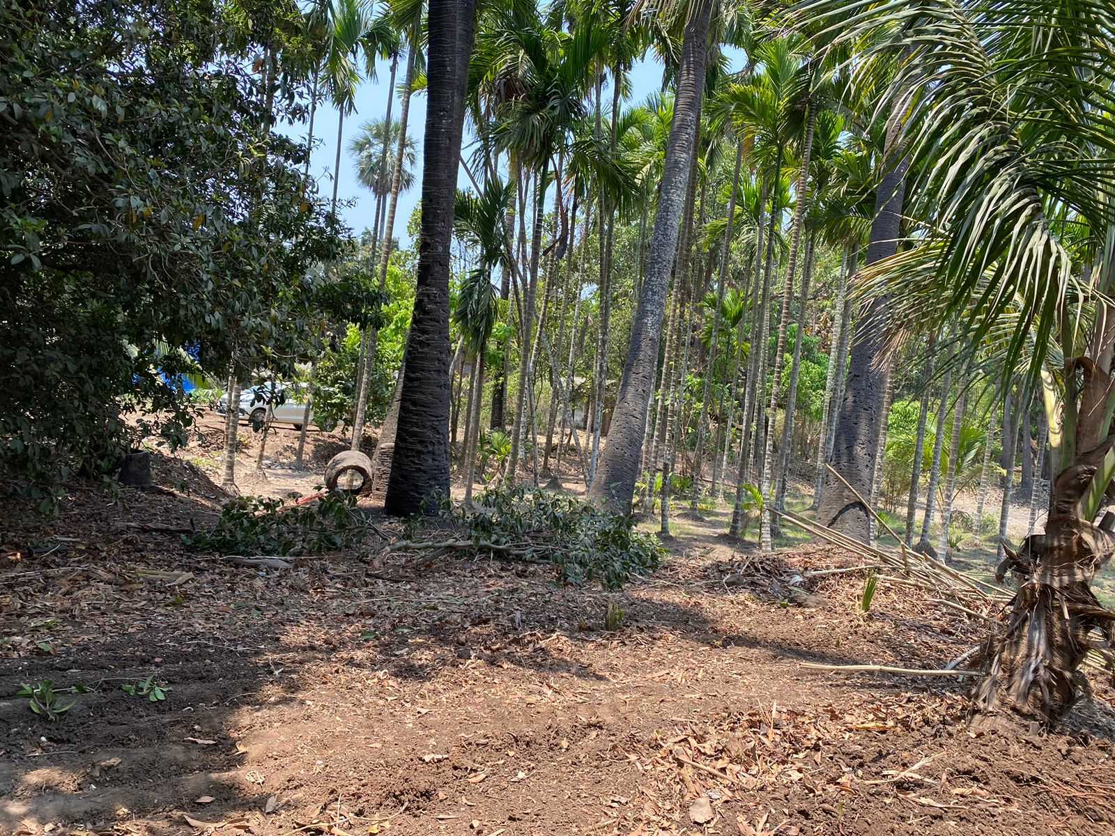 Agricultural Plot for Sale at Alibag Chaul 
