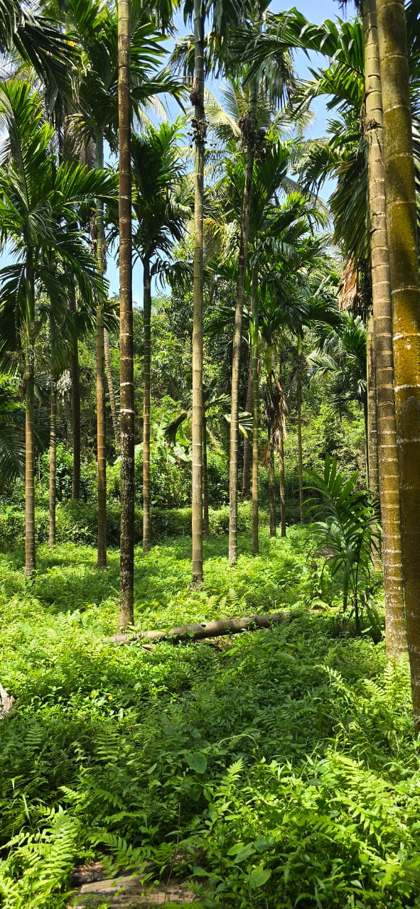 Agriculture land with  House for Sale in Puttur Karnataka