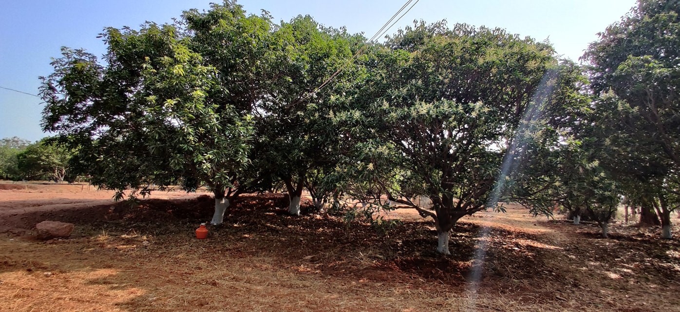 11 Acres and  2 Guntas of Agricultural Land for Sale Badampet Village, Sangareddy