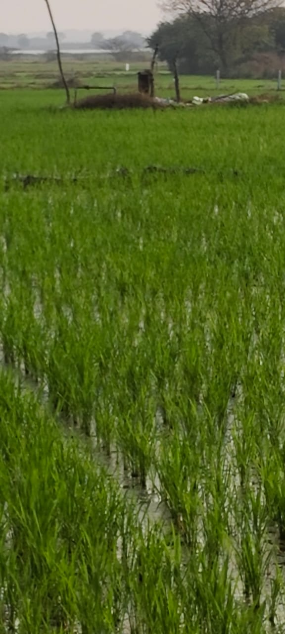 20 guntas land for sale at gongaloor village,pulkal mandal,sangareddy district