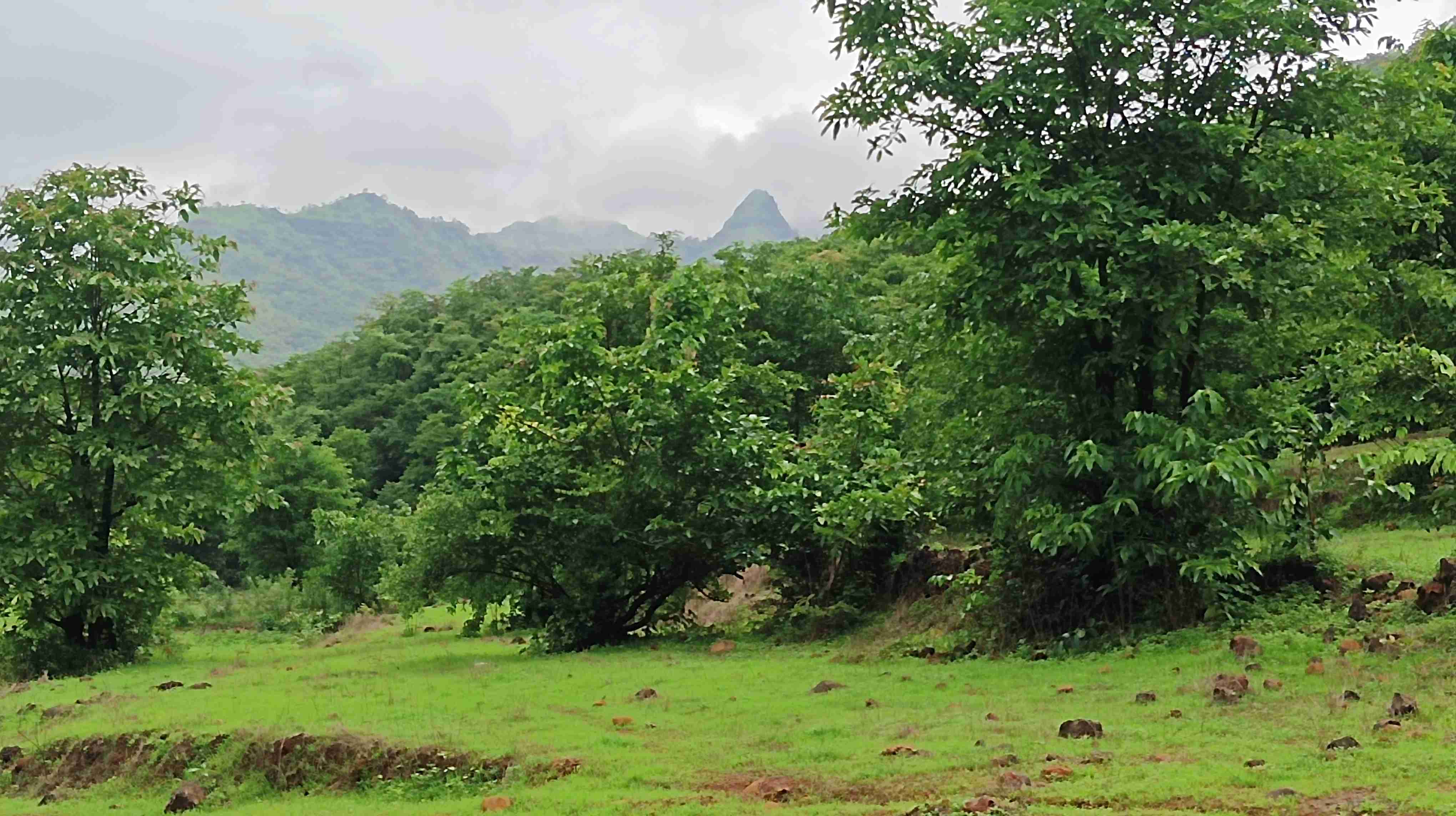 Low price agriculture land for sale in Maharashtra