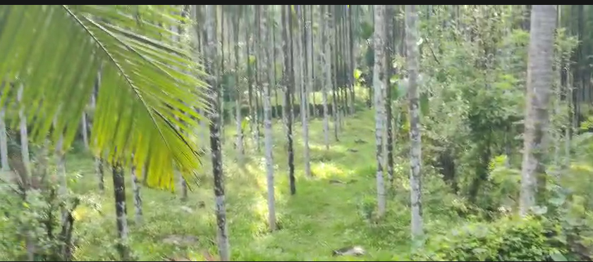 Agricultural land for Sale in Puttur Municipality 