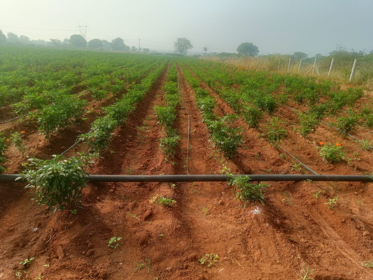 6 Acres Agricultural Land For Sale In Telkapally NagarKurnool