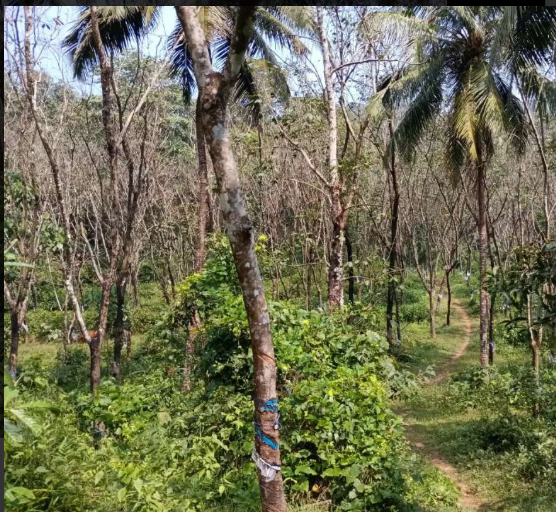 3.5 Acres Land For Sale In Vittal Puttur