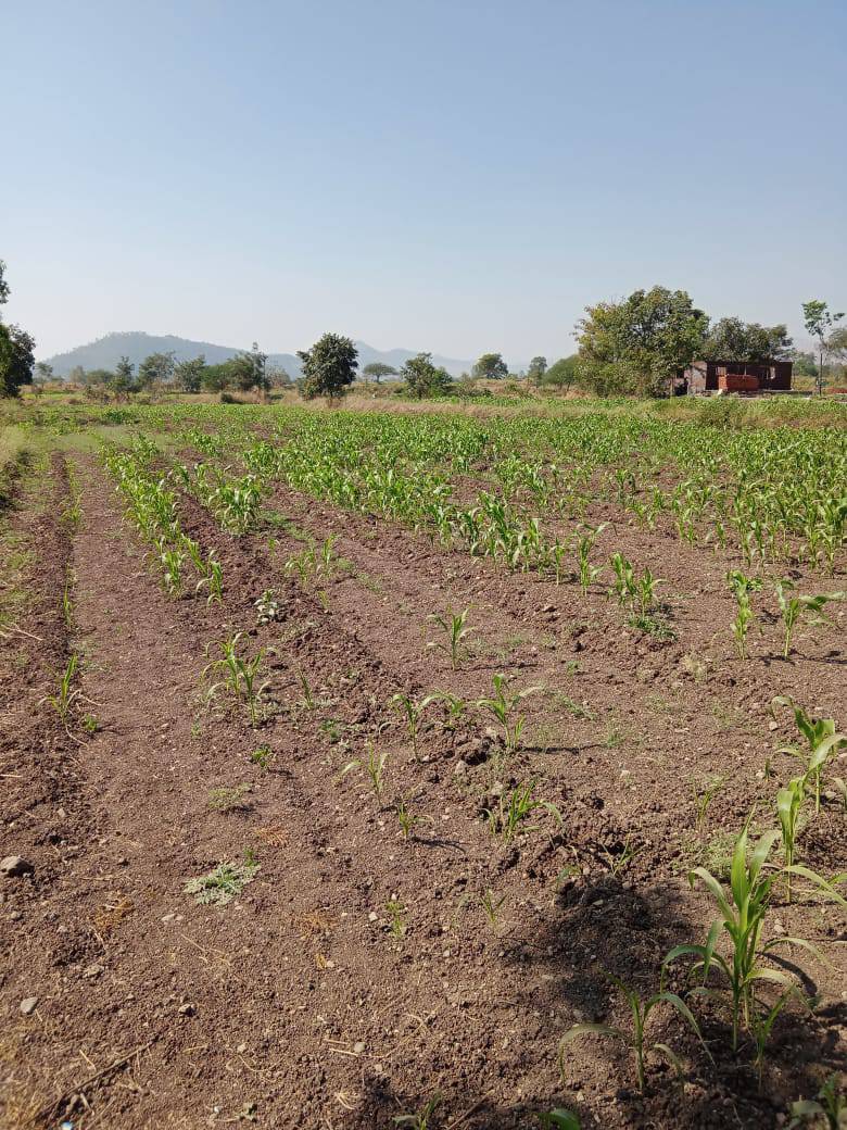42 gunts Farm Land sale in Kurangwadi, Taluka at pune