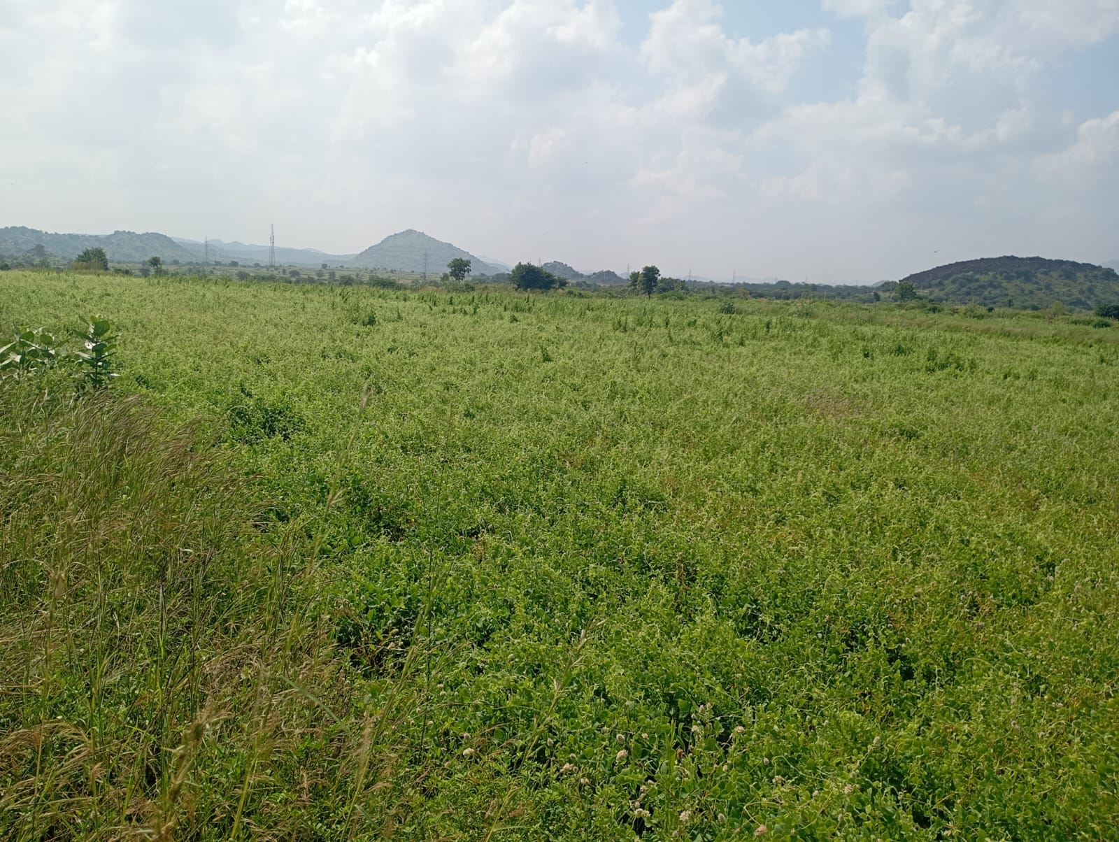 96 Acres Land for Sale in Anantapur