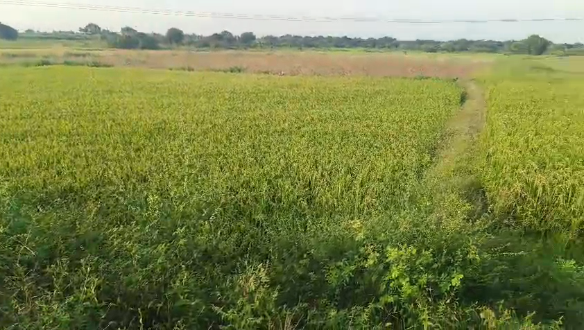 20 Guntas Agricultural Land For Sale In Akkanapeta Siddepet