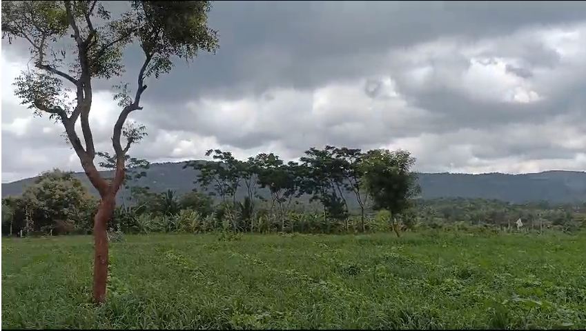One acre Agriculture land for sale at  Banavasi, Karnataka