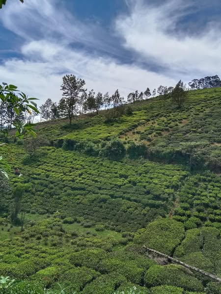 14 Acres Tea Estates For Sale In Ooty Nilgris