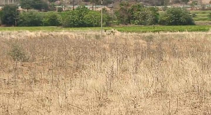 2 acers agriculture land at Komaruravelli , siddipet