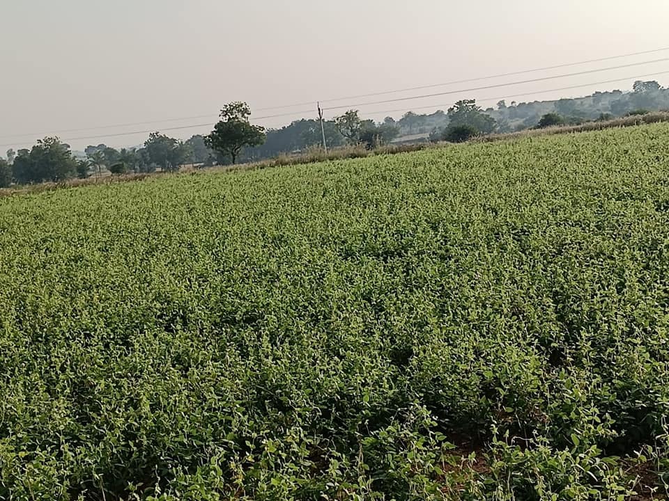 1 Acre Land for Sale in Bagepali Road, Kolar  Karnataka