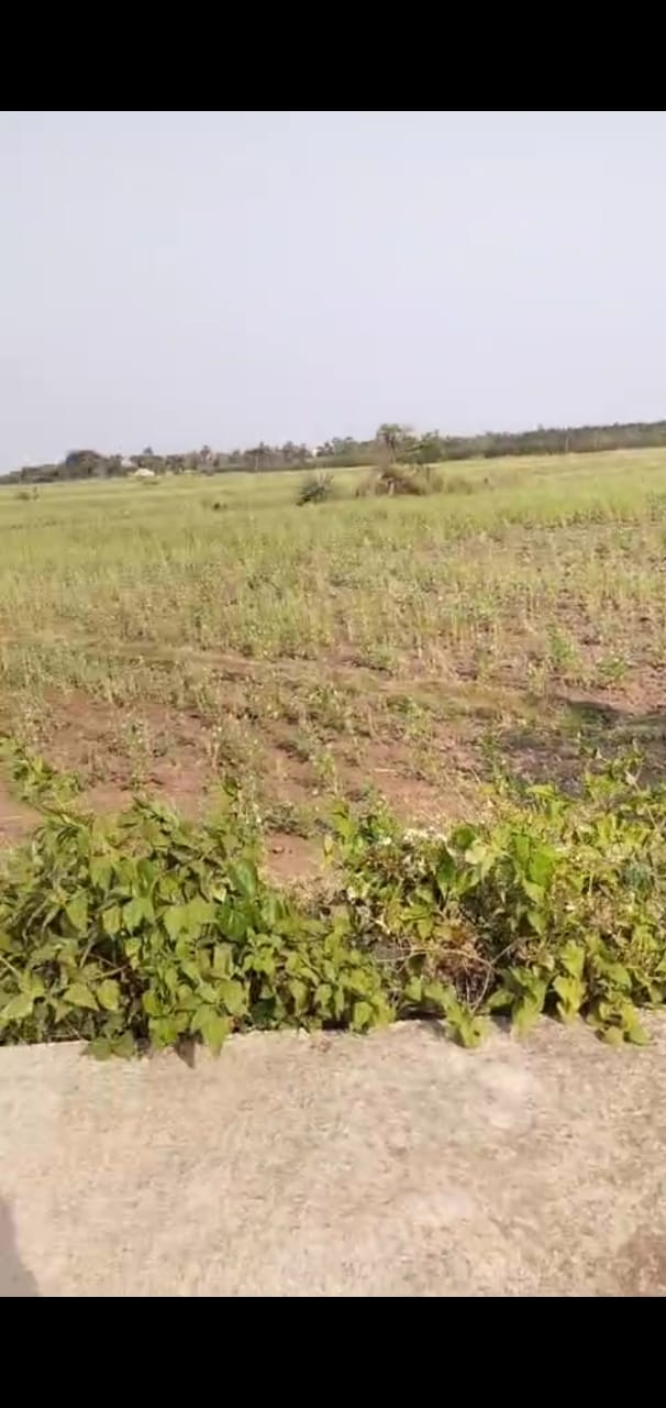 80 acres agriculture land for sale at Bhogapuram