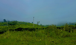 49 Cents Extent Farm Land  & House For Sale Ooty Tamil Nadu