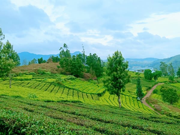 Residential & Agricultural Land For Sale in Nilgiris Ooty