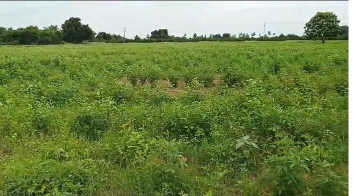 2 Acres of Land for Sale in Ankireddypally, Siddipet