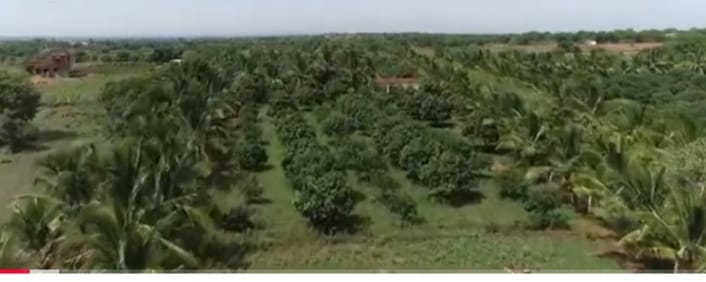6 Acre Mango and coconut Garden with Farmhouse For sale