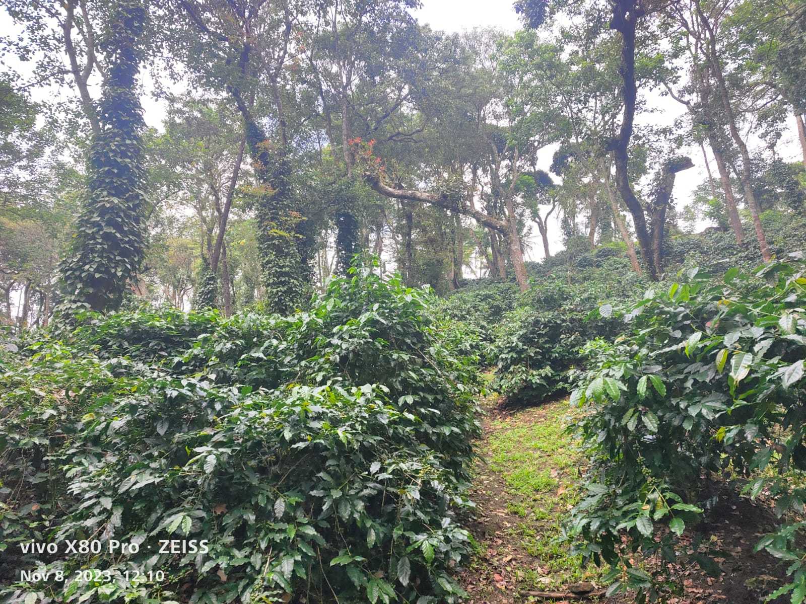 35acre we'll maintained plantation sale in Mudigere, Chikmagalur dist