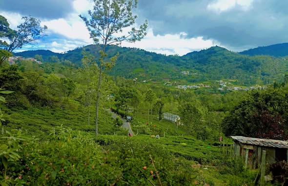 18.5 Cents Plot For Sale In Kotagiri Nilgiris