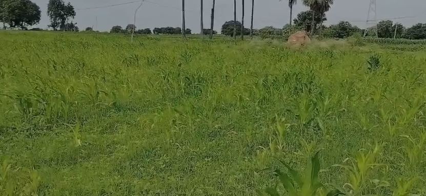 1 Acre Agricultural Land For Sale In Akkanapeta Siddipet