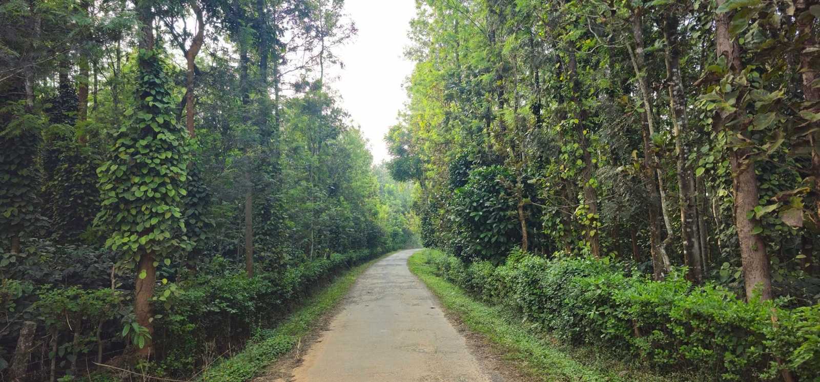 6 Acre 9 Gunta Land for Sale in  Sakleshpur