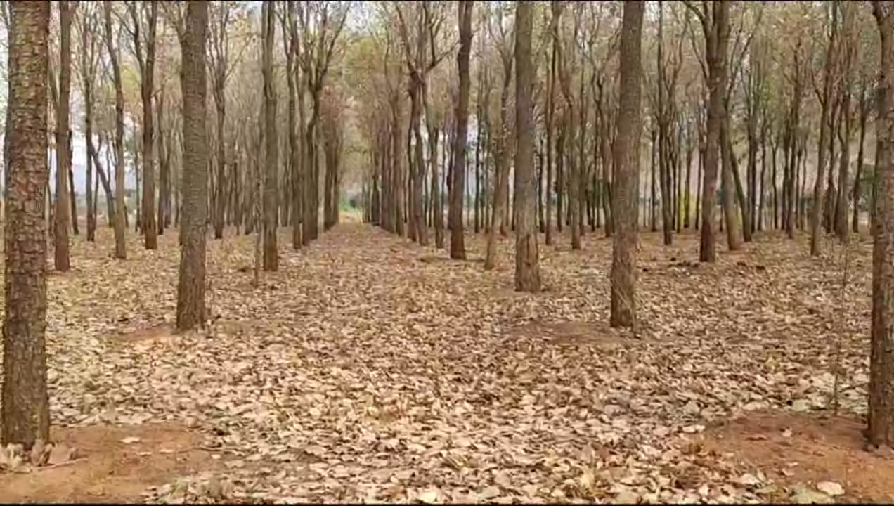 Farm Land For Sale at Dhone Bus Stand - Nandyal District