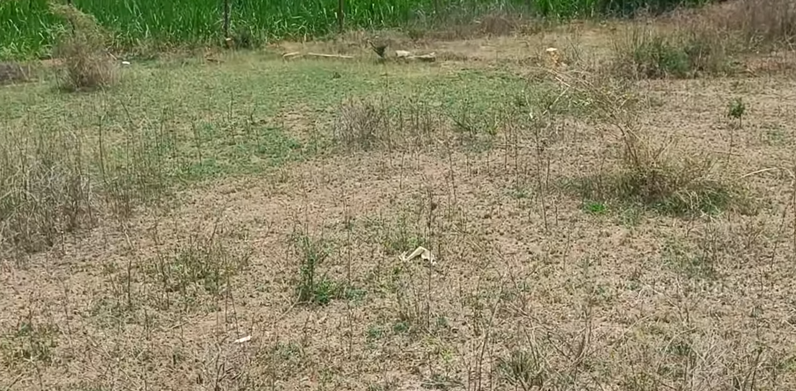 4.23 Acres land For Sale In Puttur Karnataka