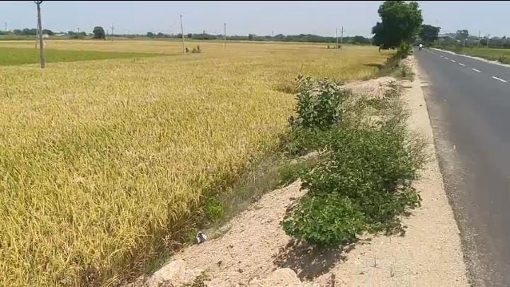24 Guntas agriculture land for sale at koheda ,  Siddipet 