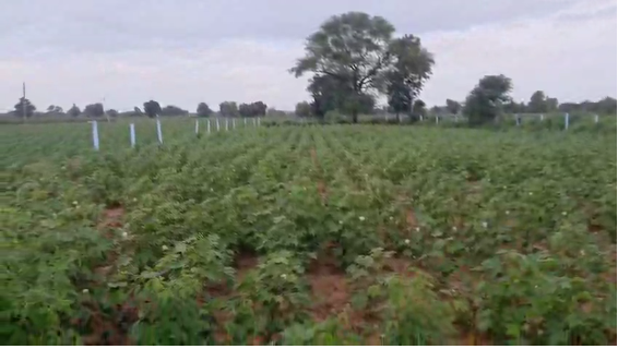 1 Acre Agriculture land for sale in Siddipet 
