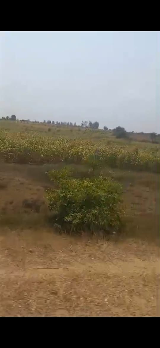 104 Acres Land For Sale In  Kannepalli Mancherial