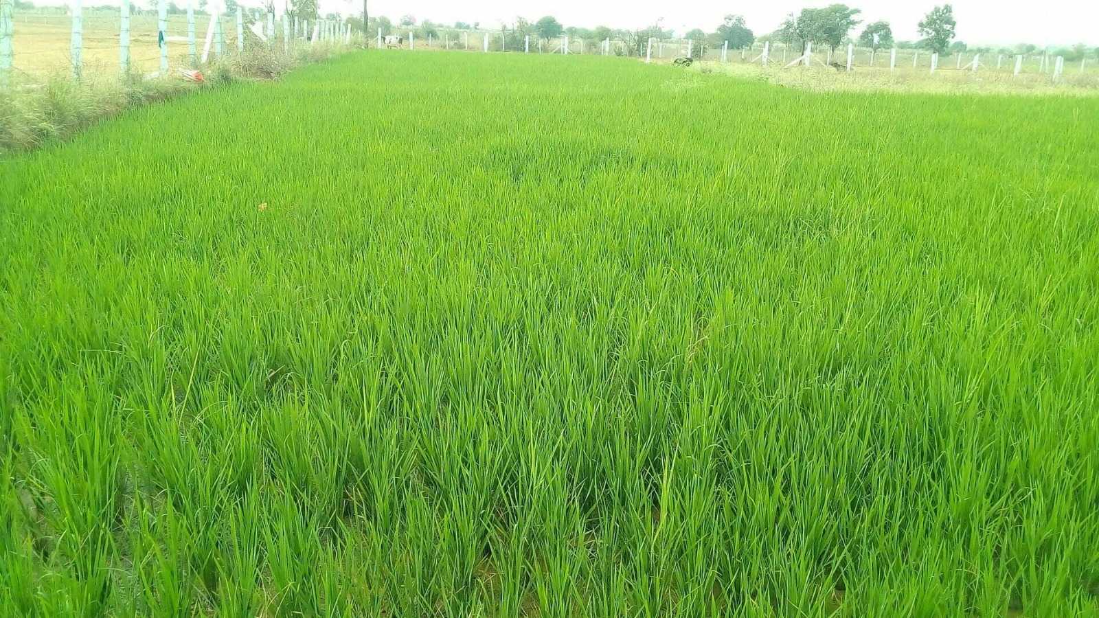 2 Acres Farm Land for Sale in Jangaon 