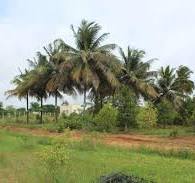 11 Acres Agricultural Land For Sale In  Thoranakatte Punacha