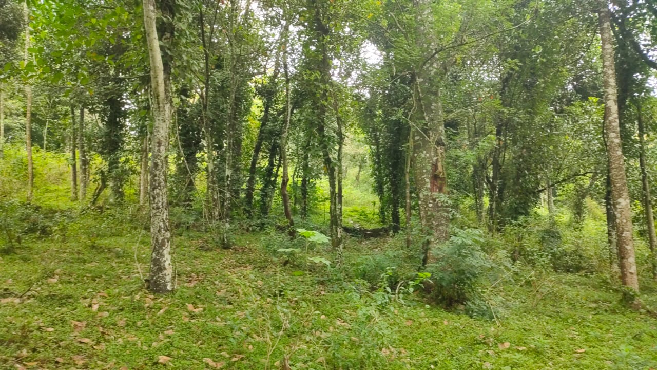 5 Acre Agricultural Land for Sale in Pandrimalai, Kodaikanal, Tamil Nadu