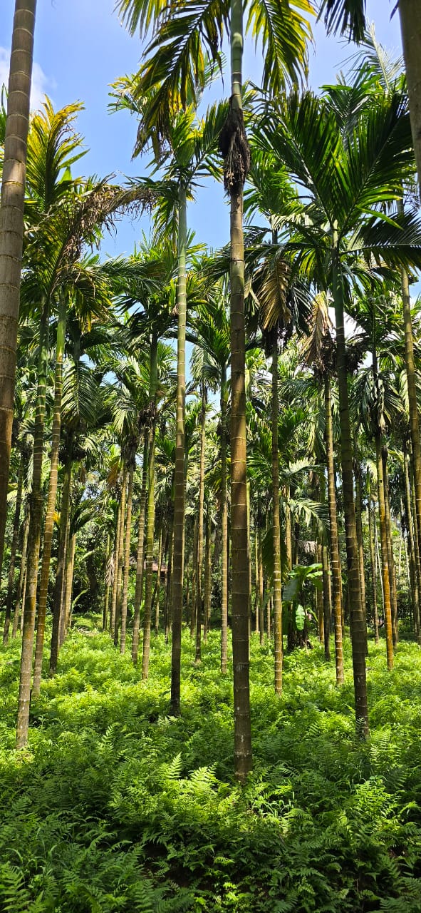 Agricultural  land For Sale In Puttur Municipality 