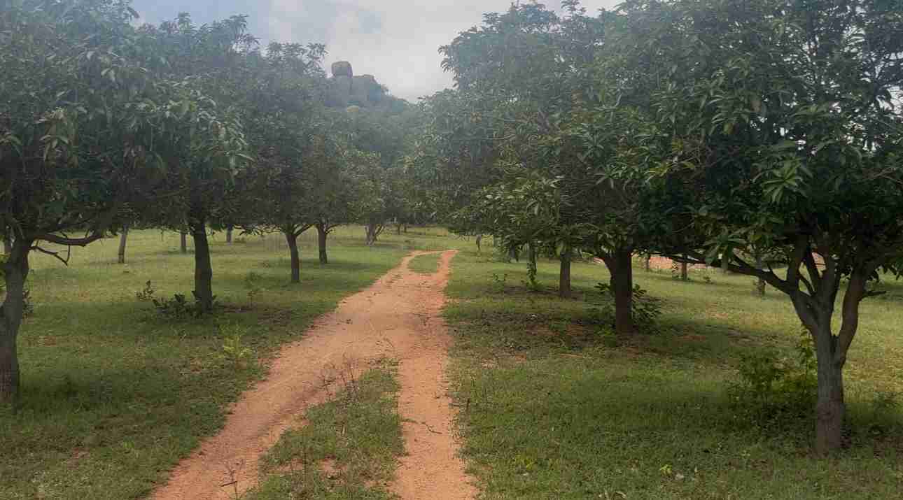 Agriculture land For sale In Amangal Ranga Reddy