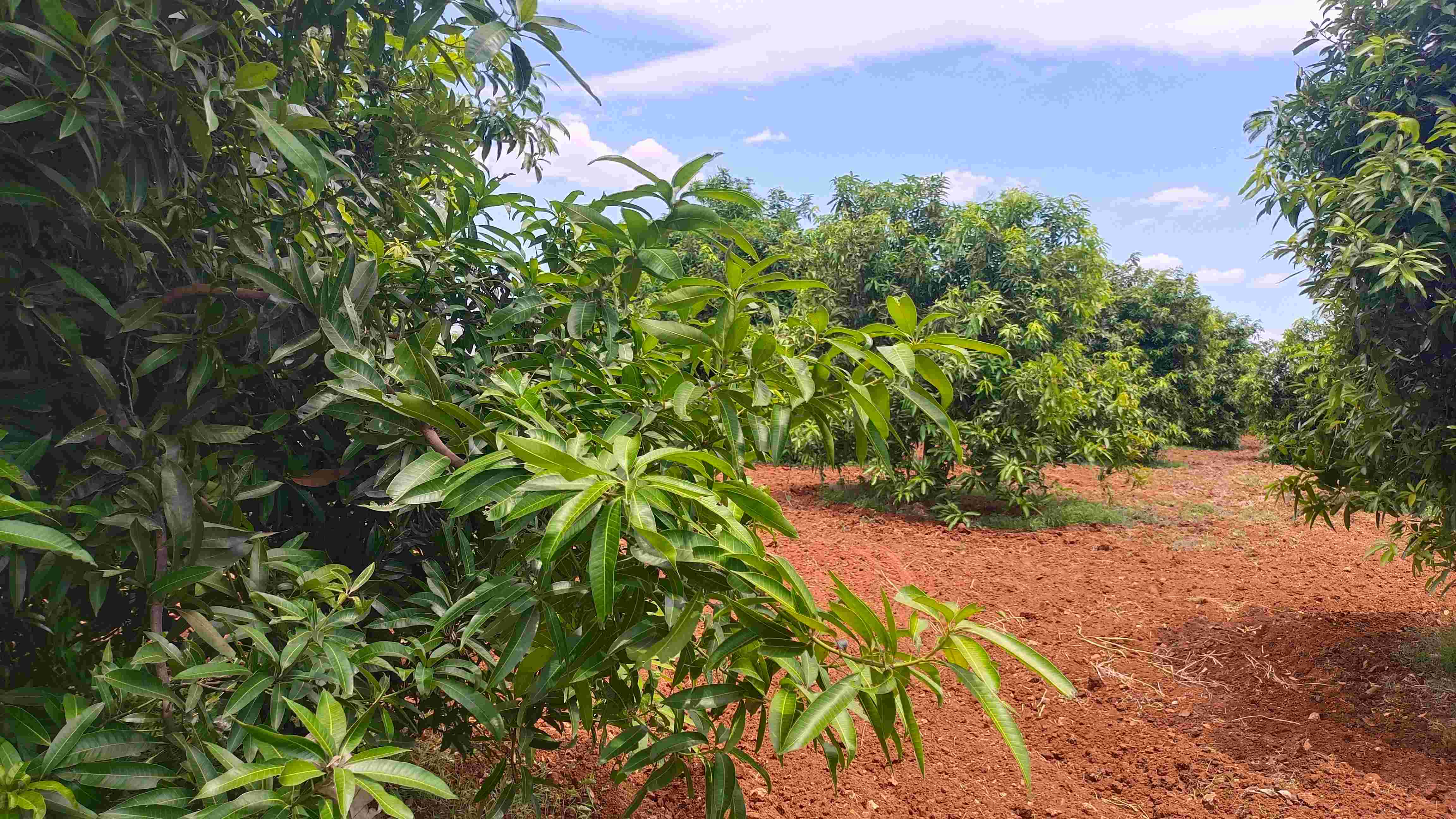 Beautiful Mango Garden for Sale in Rapur, Nellore, Andhra Pradesh 