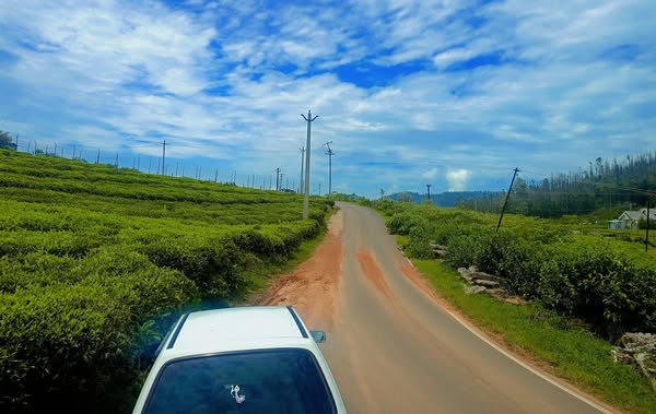 86.5 Cents Tea Garden For Sale In Ooty Nilgiris