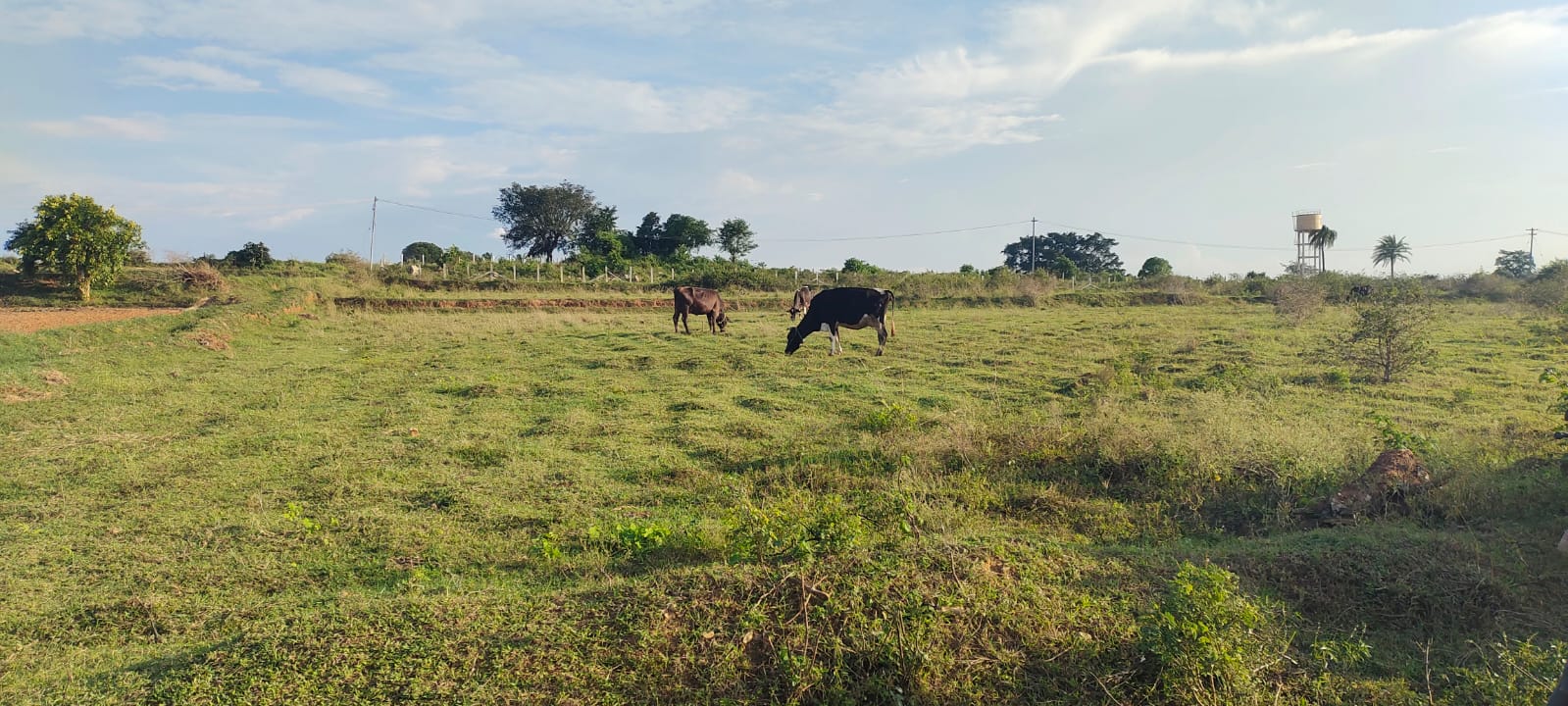 86 Cents Agriculture Land For Sale Near Mugalur Hosur